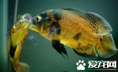 地图鱼最低温度 地图鱼最低饲养温度14℃