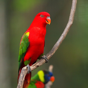 喋喋吸蜜鹦鹉图片