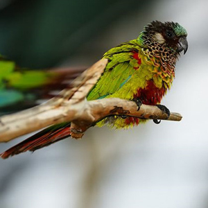 彩绘锥尾鹦鹉图片