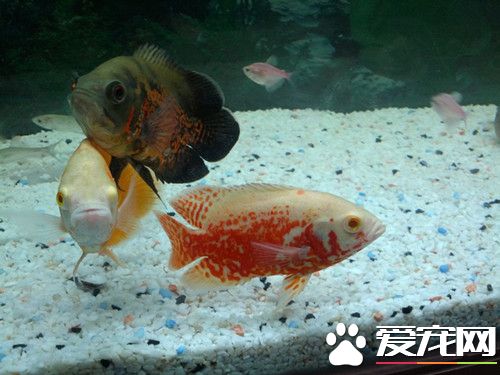 地图鱼为什么老打架 增大空间减小饲养密度