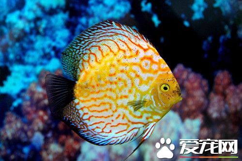 七彩神仙鱼黑死病治疗 把水温提高到35度左右