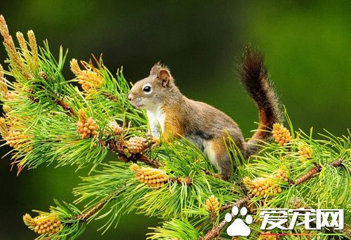 松鼠便秘怎么办 便秘的症状以及解决方法