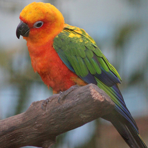 珍达锥尾鹦鹉图片