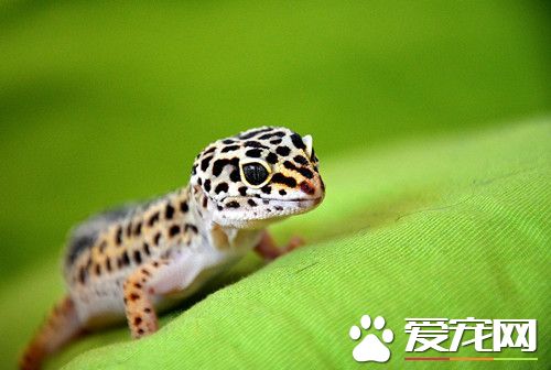 蜥蜴寄生虫感染 使用热水及毛巾轻轻搓洗