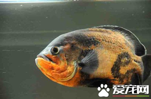 地图鱼肠炎 地图鱼肠炎治疗及防治方法