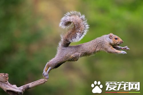 老年松鼠有哪些疾病 松鼠的寿命非常短暂