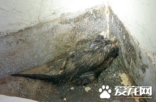 小猫卡壁内水管 屋主同意凿墙壁救生命