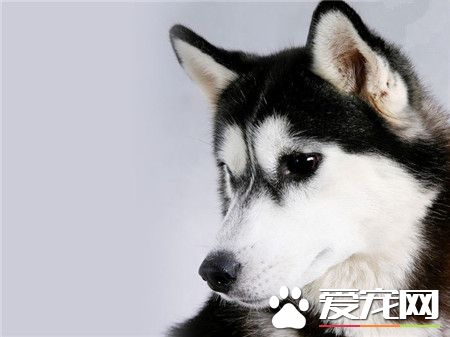 哈士奇的眼神就是帅气！