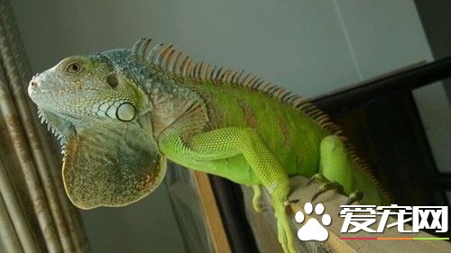 蜥蜴的骨骼变形症 多点关注蜥蜴的营养搭配