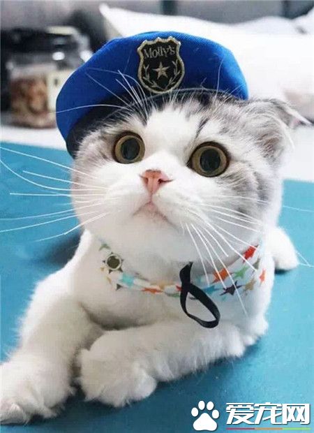 超级卡哇伊的包子脸，简直萌到没朋友！