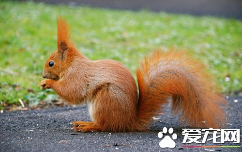 如何辨别松鼠的性别 雌雄松鼠有何不同
