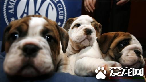 防狂犬病 全台25风景区禁带宠物入内