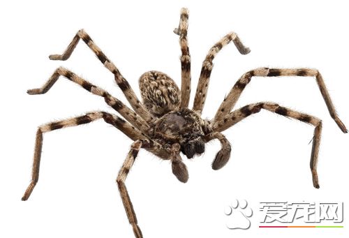 蜘蛛身上有寄身虫怎么办 详细的防治方法
