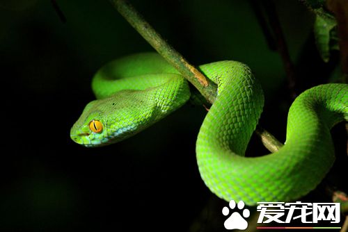 给病蛇打针时应注意什么 详细的打针步骤