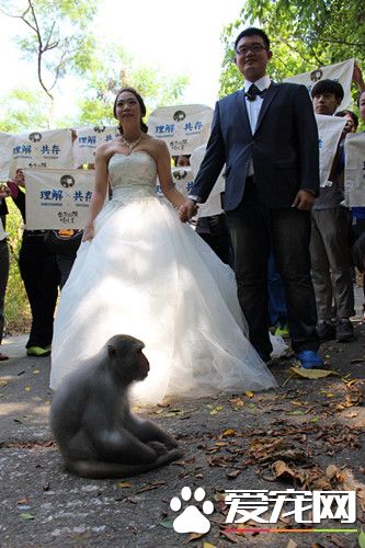 请猕猴证婚 她盼换来理解共存