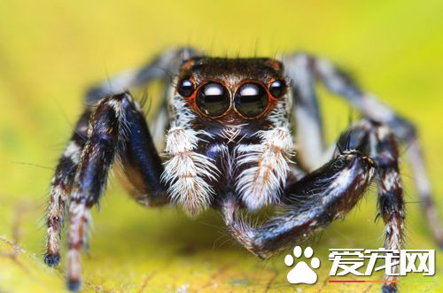 蜘蛛流产怎么办 病因以及治疗的方法