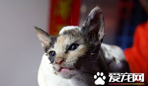 小猫卡壁内水管 屋主同意凿墙壁救生命