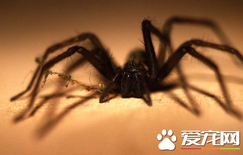 宠物蜘蛛的霉菌病 症状以及简单的治疗方法