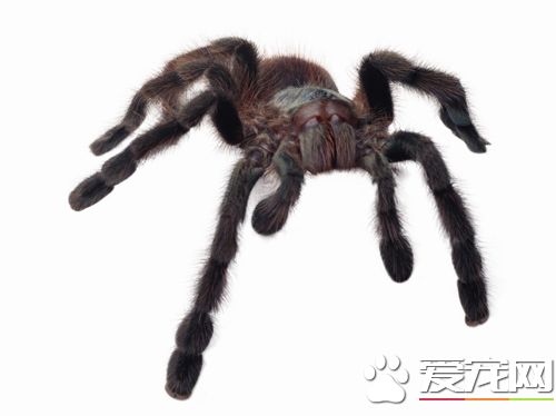 蜘蛛腹胀了怎么办 发病原因以及防治方法