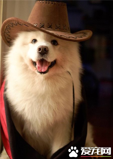 一只帅帅的萨摩耶