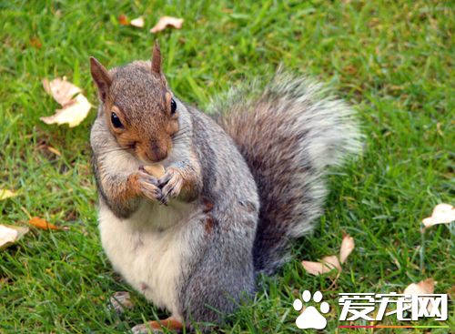 松鼠上火怎么办 喝什么可以预防松鼠上火