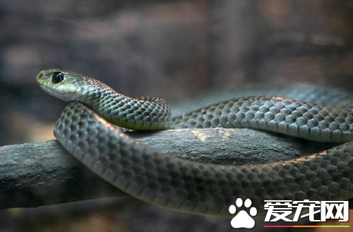 蛇病常用的抗生素和使用方法 有配伍禁忌吗