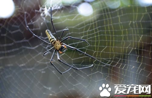 蜘蛛得了斑霉病怎么办 病因以及治疗方法