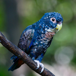 青铜翅鹦鹉图片
