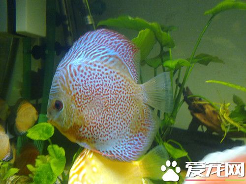 七彩神仙鱼最低温度 最低温度不低于23度