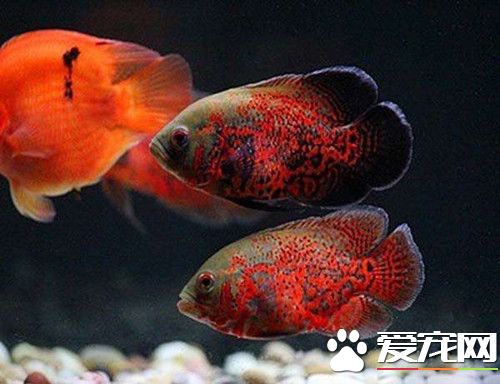 地图鱼身上长白点 白点病多和水温有极大关系