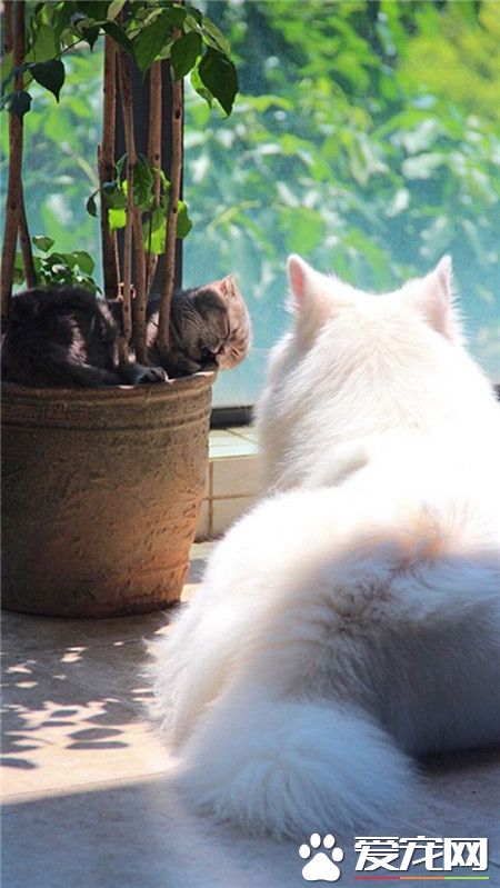 阳光午后，喵星人的慵懒时光！