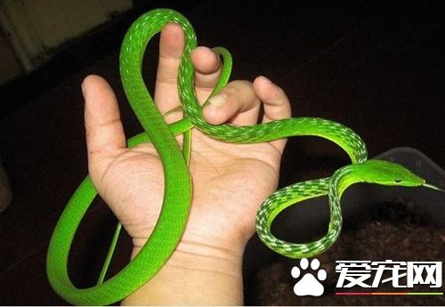 驱除宠物蛇体内寄生虫的方法 体内外用驱虫法