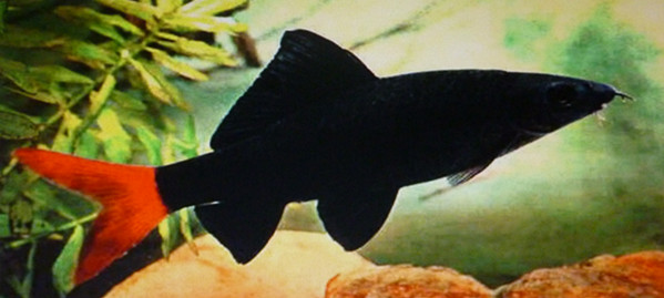 红尾黑鲨