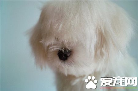 可爱的小牧羊犬。