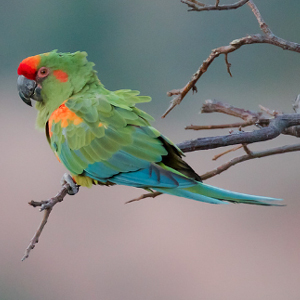 红额金刚鹦鹉图片
