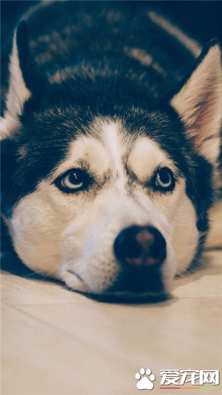 一只神奇的二哈