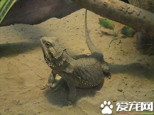 鬃狮蜥蜴肠胃炎怎么办 不要喂大麦虫和面包虫