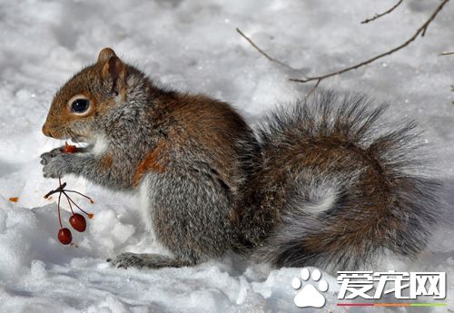 松鼠睡觉发抖怎么回事 导致松鼠睡觉发抖的原因