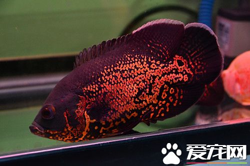 地图鱼掉皮 打架引起必须采取隔离治疗