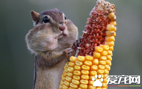 如何挑选松鼠 体型行为亲人性上去判断