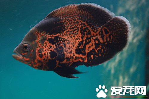 地图鱼身上长白毛 平时多注意换水可防止