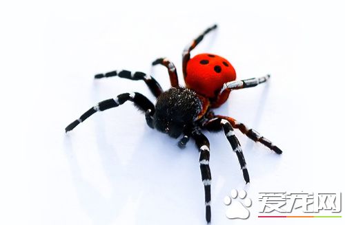 蜘蛛得了黑腐病怎么办 病因以及治疗方法