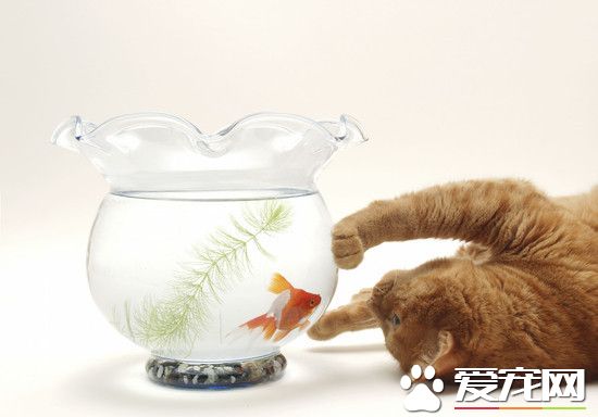 只养一只金鱼是犯法 瑞士政府孤单就是虐待