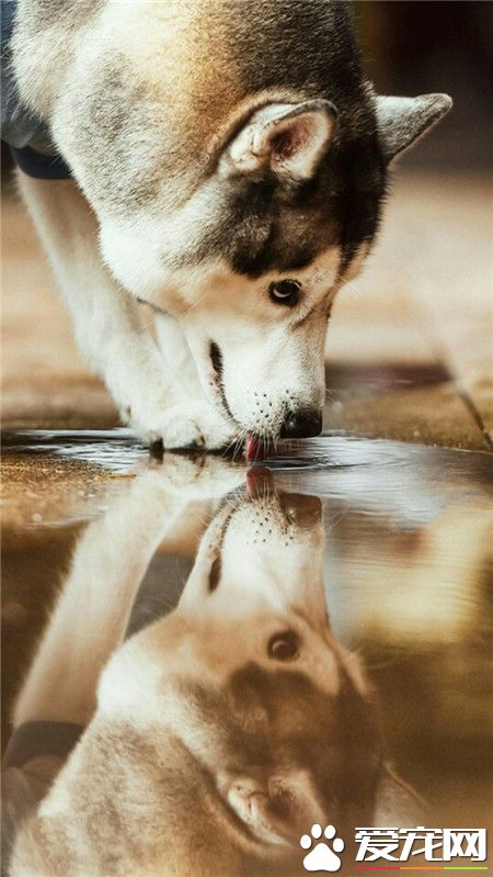 咦，你是谁呀？