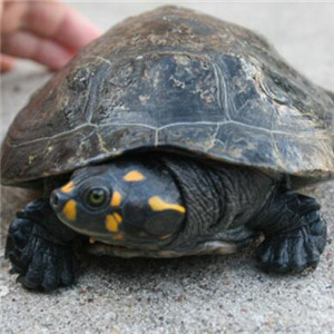 黄头侧颈龟图片