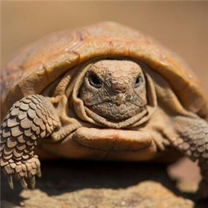 包兰格海角陆龟图片