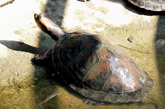 QQ截图20160810174621