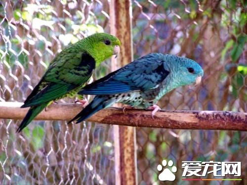 横斑鹦鹉的饲养 可以为其喷洒少量的水