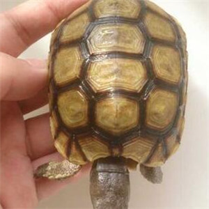 伯格海角陆龟图片