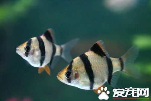 虎皮鱼价格 常见虎皮鱼品种一般5元2条